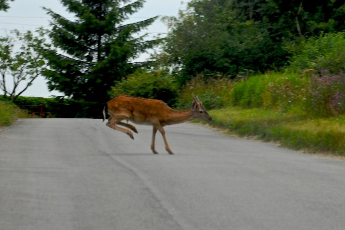 Two Roe Deer Running, Martin Pettitt, CC-BY 2.0 https://secure.flickr.com/photos/mdpettitt/3766352209/